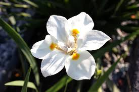 whiteflower